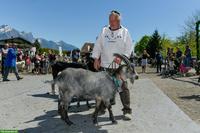Capra Grigia Ziegenbock