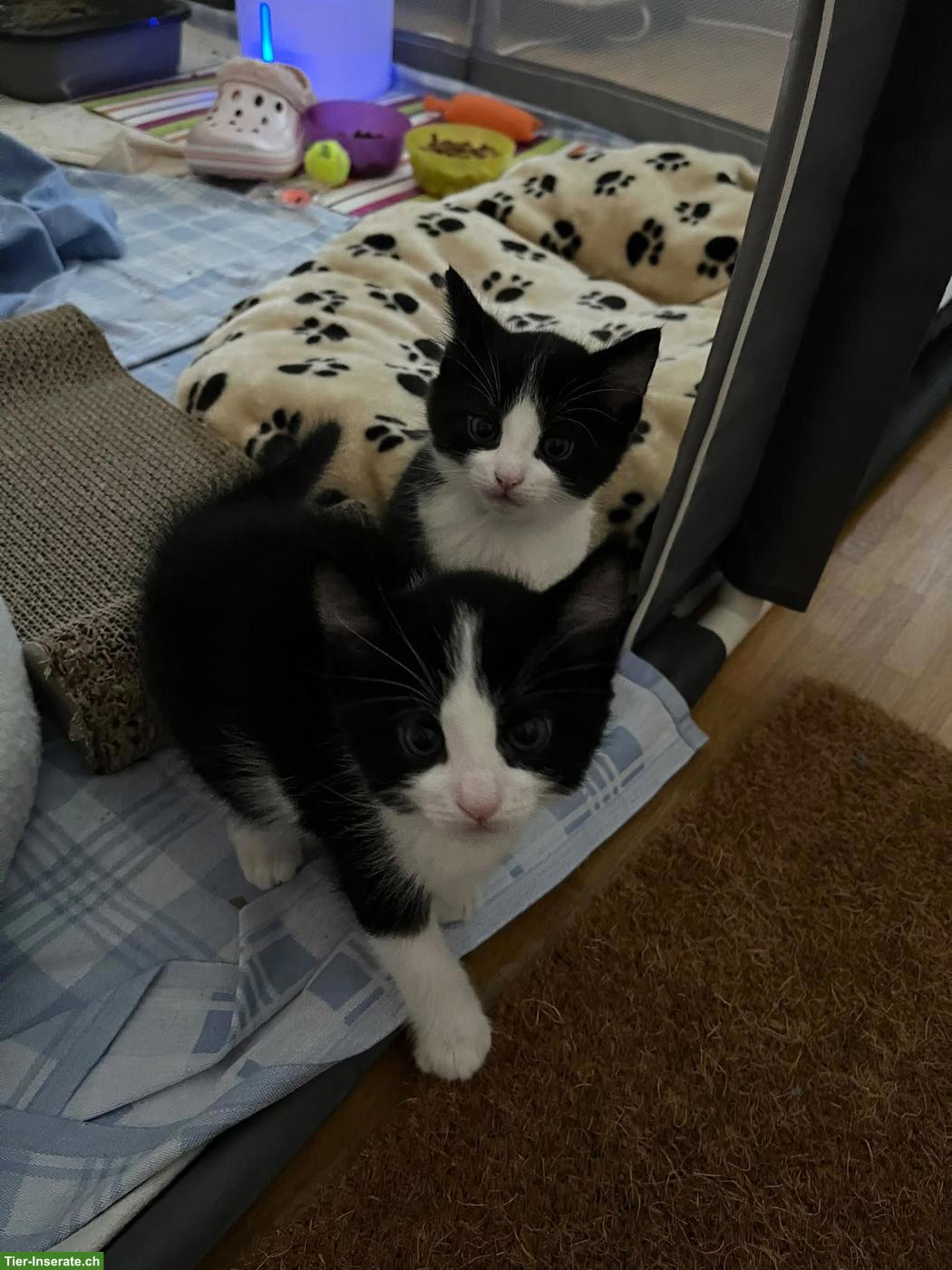 2 kleine Kater suchen liebevolles Zuhause