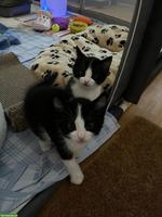 2 kleine Kater suchen liebevolles Zuhause