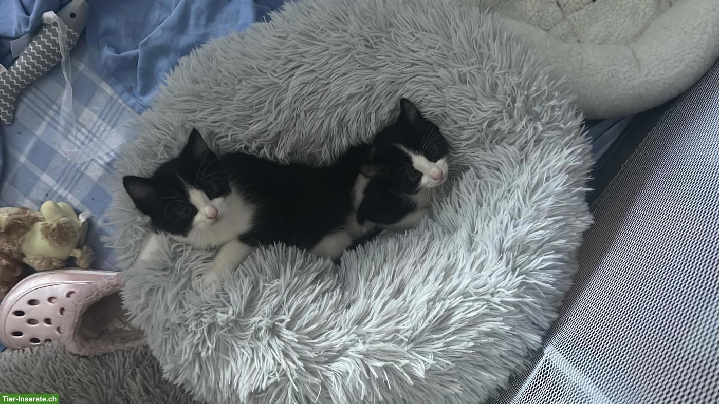 Bild 2: 2 kleine Kater suchen liebevolles Zuhause