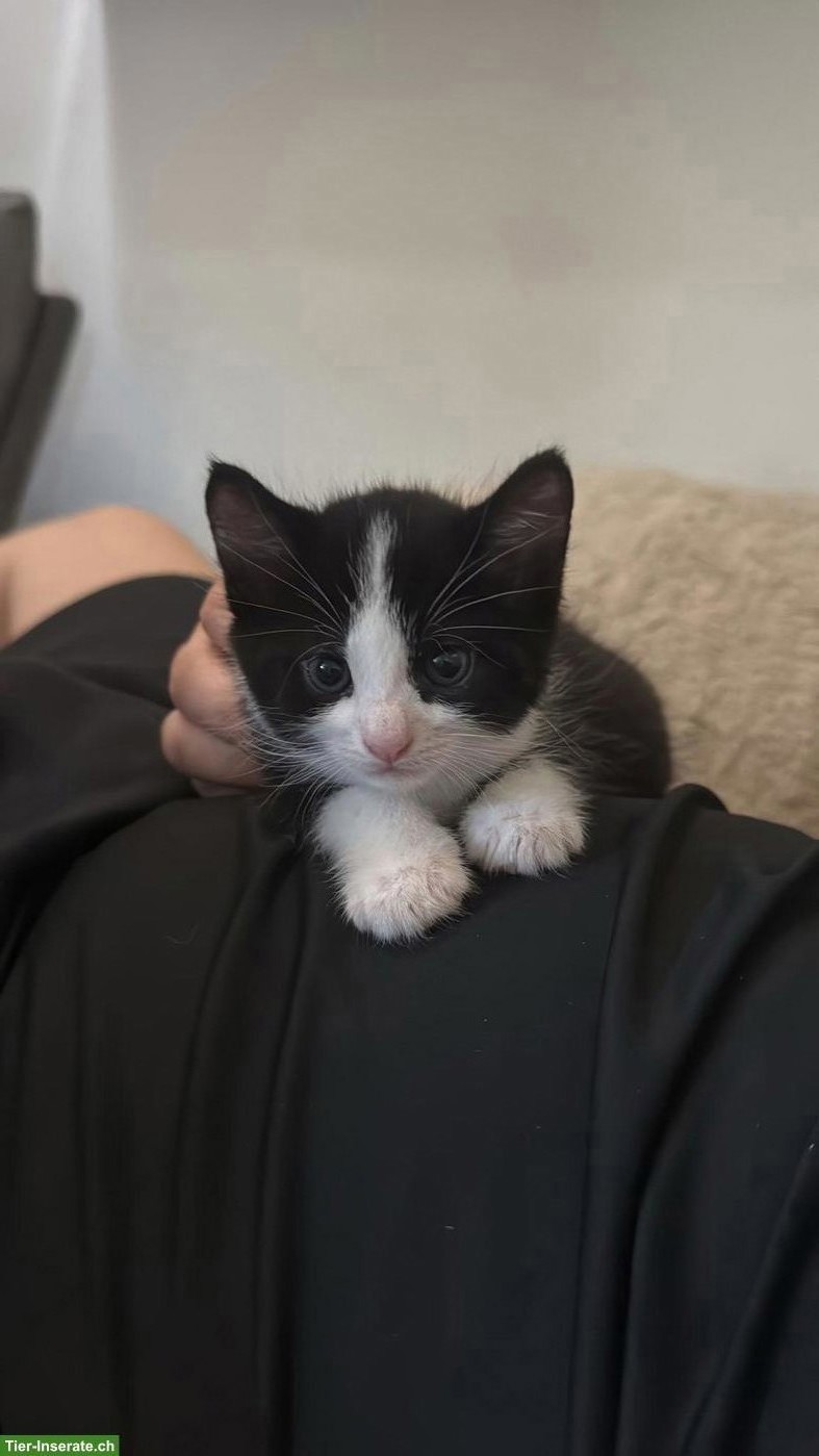 Bild 3: 2 kleine Kater suchen liebevolles Zuhause