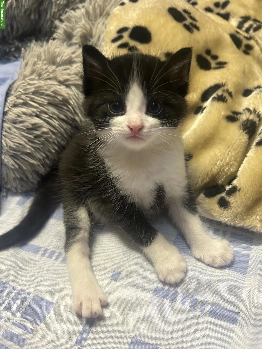 Bild 4: 2 kleine Kater suchen liebevolles Zuhause