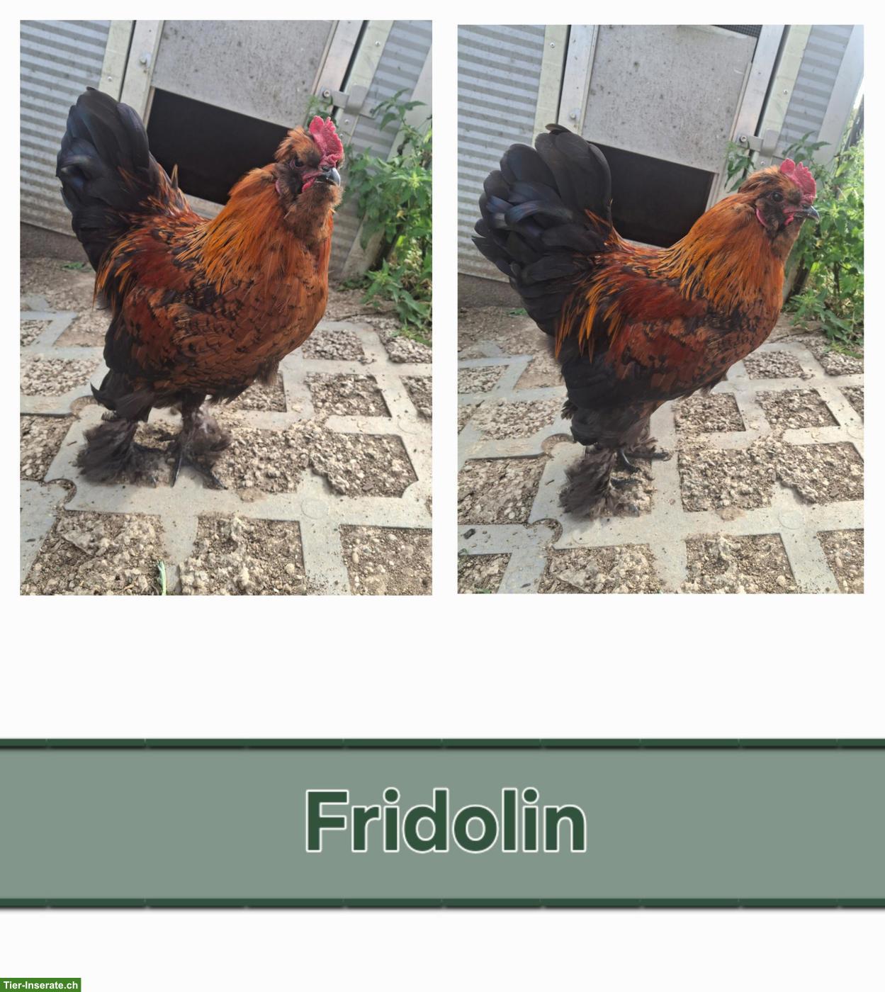 Marans- Seidenhahn (Mischling) suchen ein Zuhause