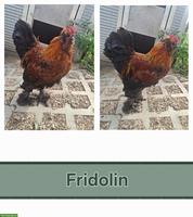 Marans- Seidenhahn (Mischling) suchen ein Zuhause