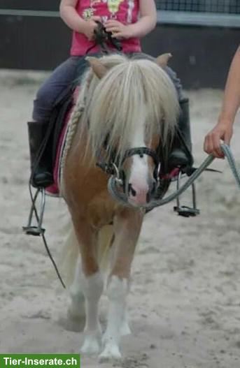 Ponyclub / Mukireiten, Ferienkurse & Pony Pflegebeteiligungen