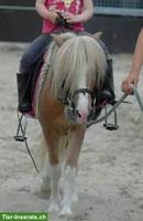 Ponyclub / Mukireiten, Ferienkurse & Pony Pflegebeteiligungen