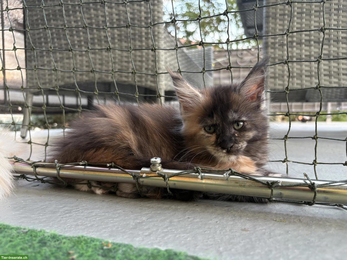Bild 2: Reinrassiges Maine Coon Kitten sucht Für-immer-Zuhause