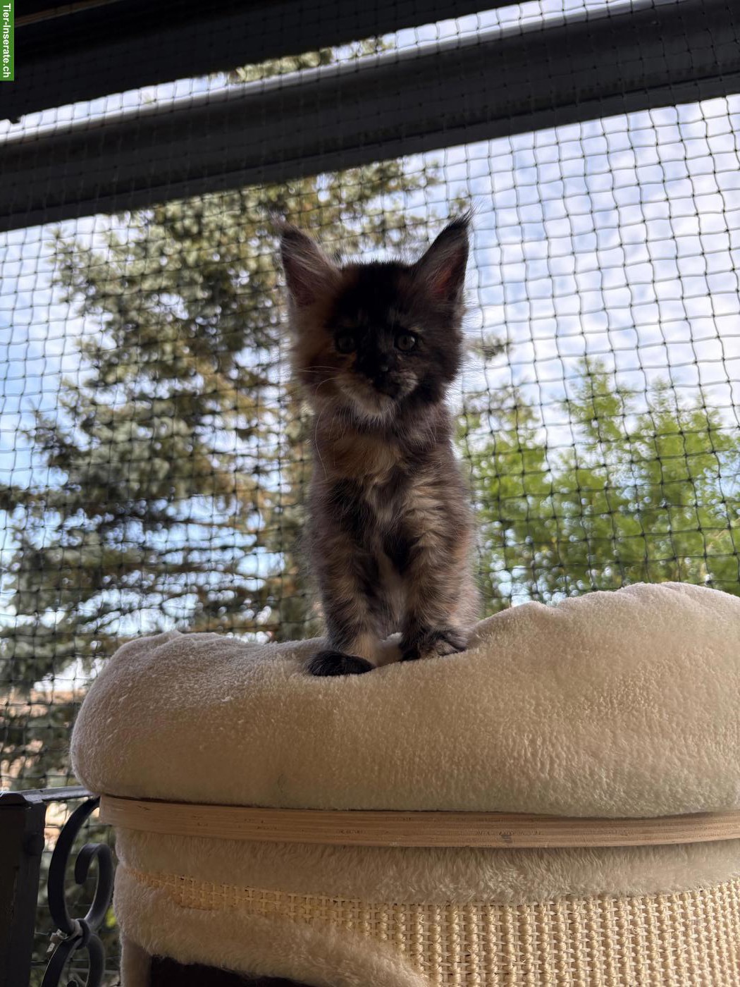 Bild 3: Reinrassiges Maine Coon Kitten sucht Für-immer-Zuhause