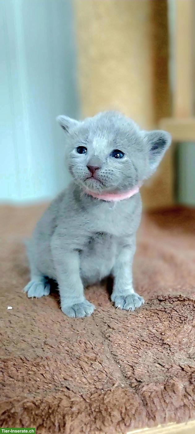 Russisch Blau Kitten mit Stammbaum