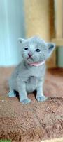 Russisch Blau Kitten mit Stammbaum