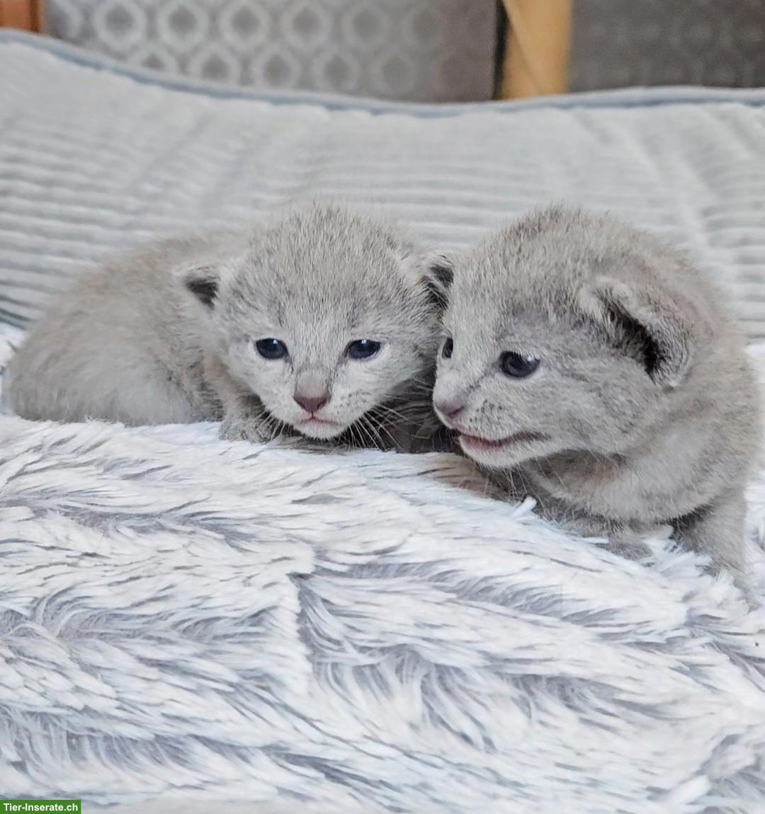 Bild 2: Russisch Blau Kitten mit Stammbaum