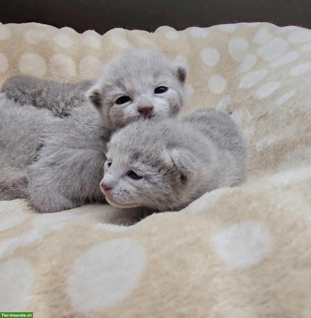 Bild 3: Russisch Blau Kitten mit Stammbaum