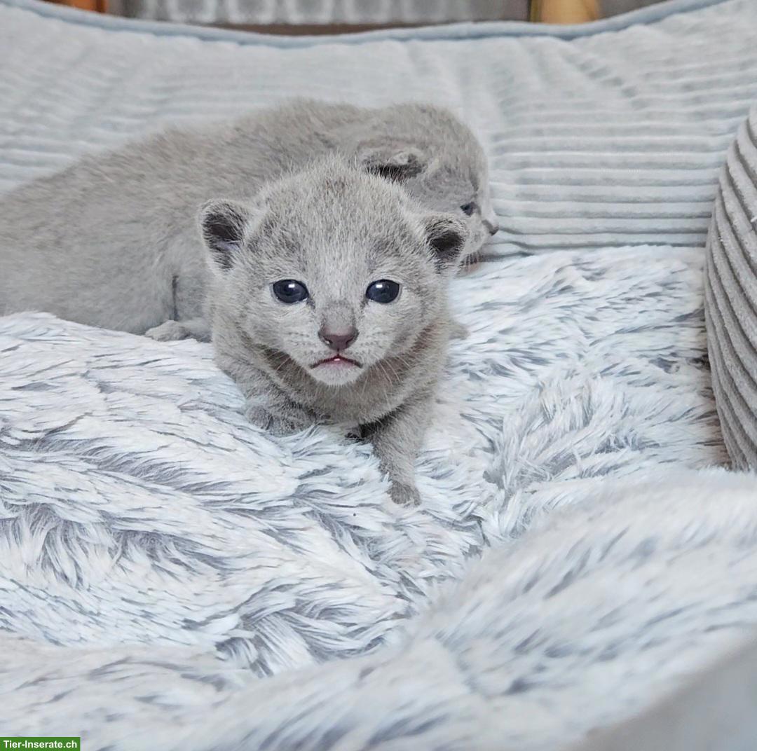 Bild 4: Russisch Blau Kitten mit Stammbaum