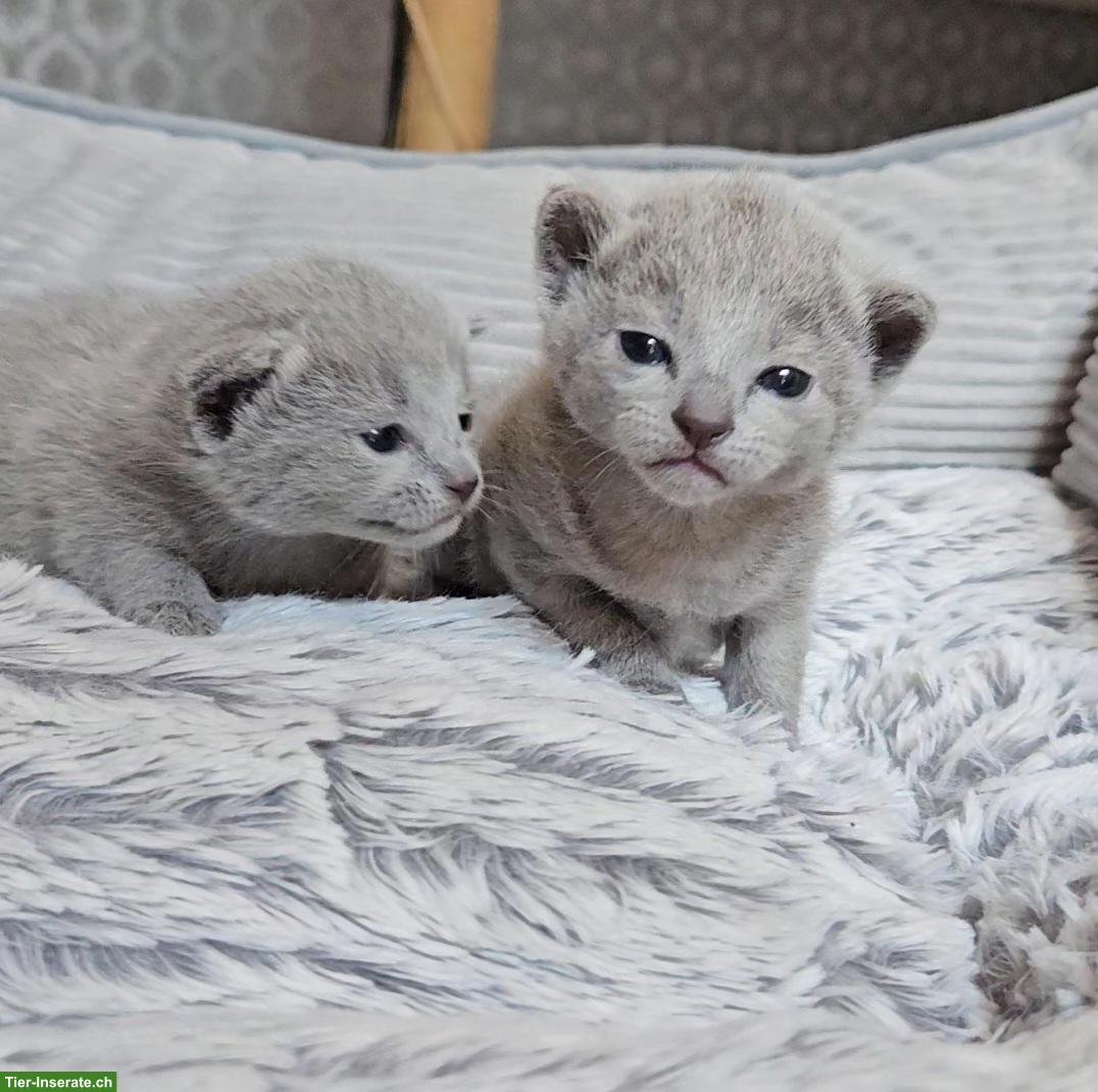 Bild 5: Russisch Blau Kitten mit Stammbaum