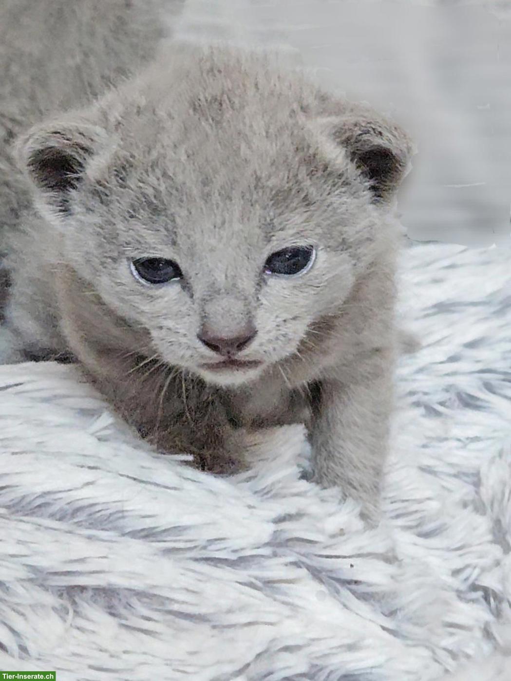 Bild 6: Russisch Blau Kitten mit Stammbaum