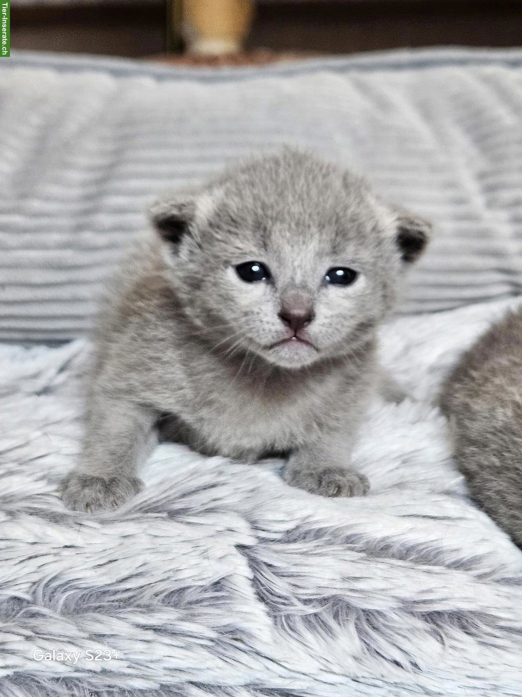 Bild 7: Russisch Blau Kitten mit Stammbaum