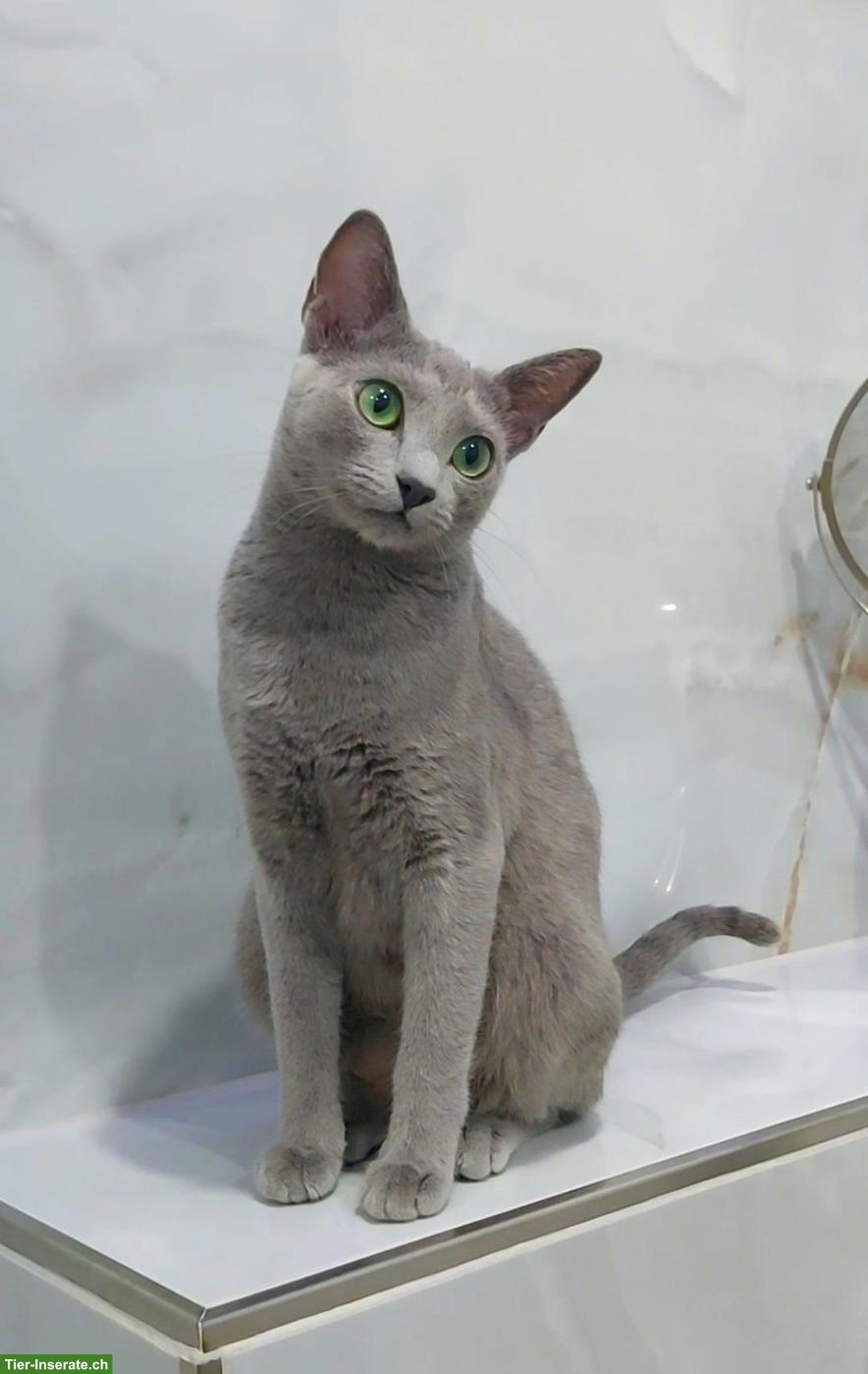 Bild 9: Russisch Blau Kitten mit Stammbaum