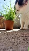 Hauskatze als Zweitkatze gesucht