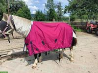 Pfiff Pferdedecke, 125 cm, neuwertig