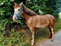 Pony-Mix Stute zu verkaufen, therapiegeeignet und sehr verschmust