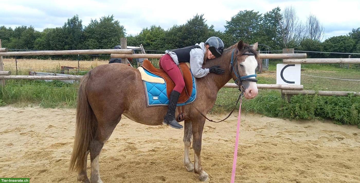 Bild 2: Pony-Mix Stute zu verkaufen, therapiegeeignet und sehr verschmust