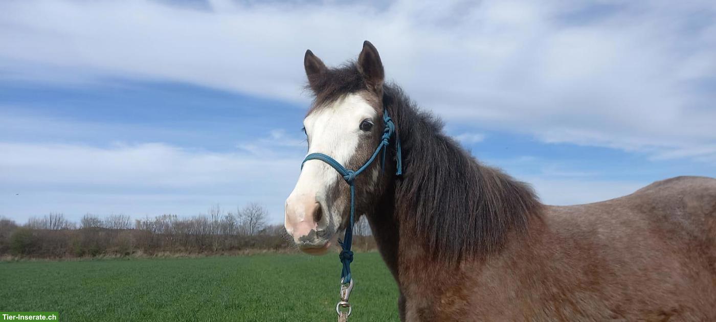 Bild 3: Pony-Mix Stute zu verkaufen, therapiegeeignet und sehr verschmust
