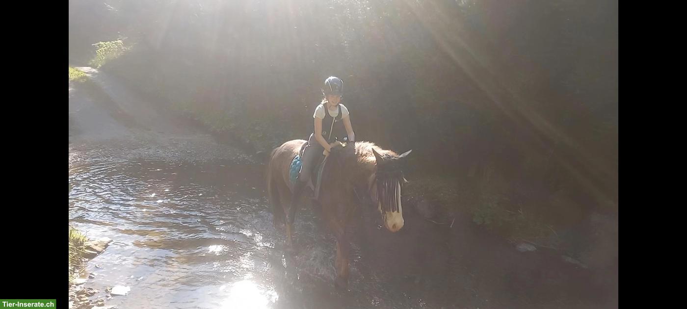 Bild 4: Pony-Mix Stute zu verkaufen, therapiegeeignet und sehr verschmust