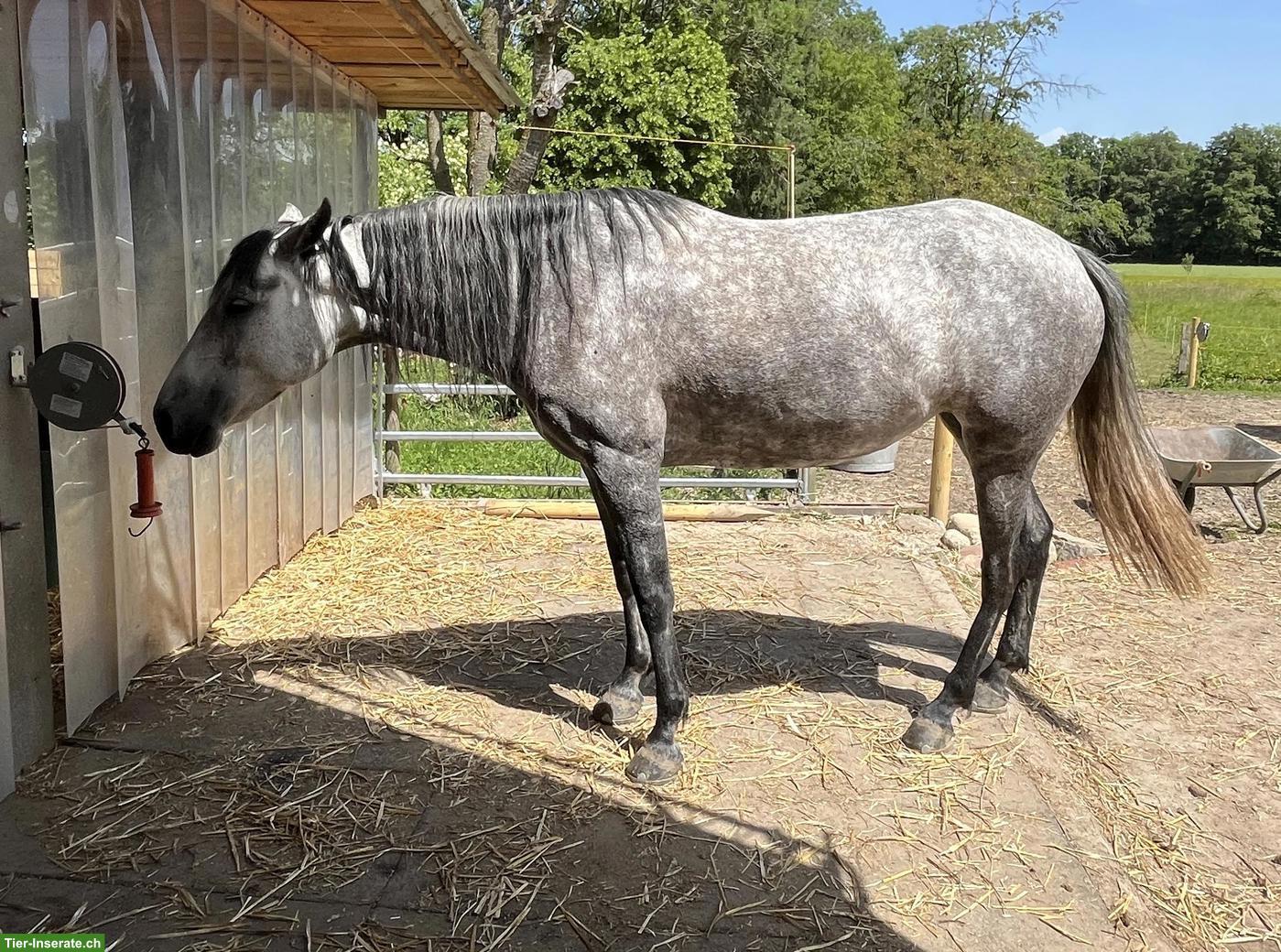 Mangalarga Marchador Stute, Distanzsport & Wanderreiten