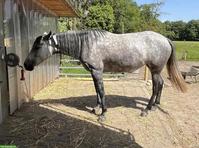 Mangalarga Marchador Stute, Distanzsport & Wanderreiten