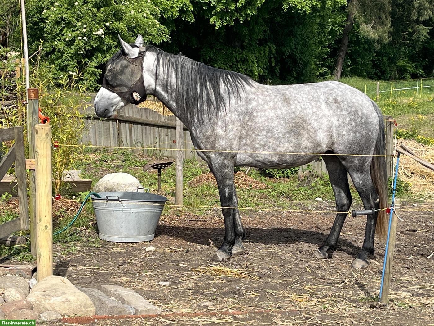 Bild 2: Mangalarga Marchador Stute, Distanzsport & Wanderreiten