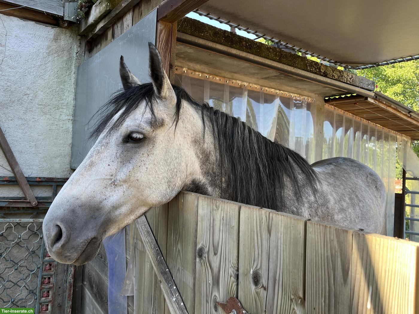 Bild 3: Mangalarga Marchador Stute, Distanzsport & Wanderreiten