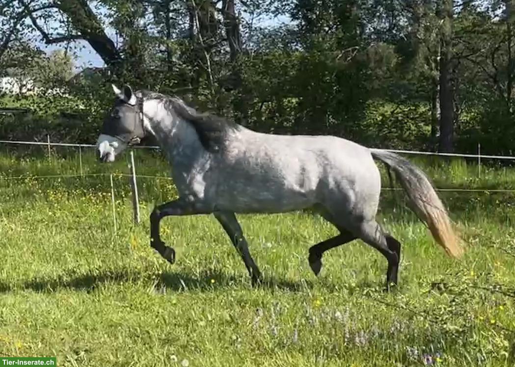 Bild 4: Mangalarga Marchador Stute, Distanzsport & Wanderreiten
