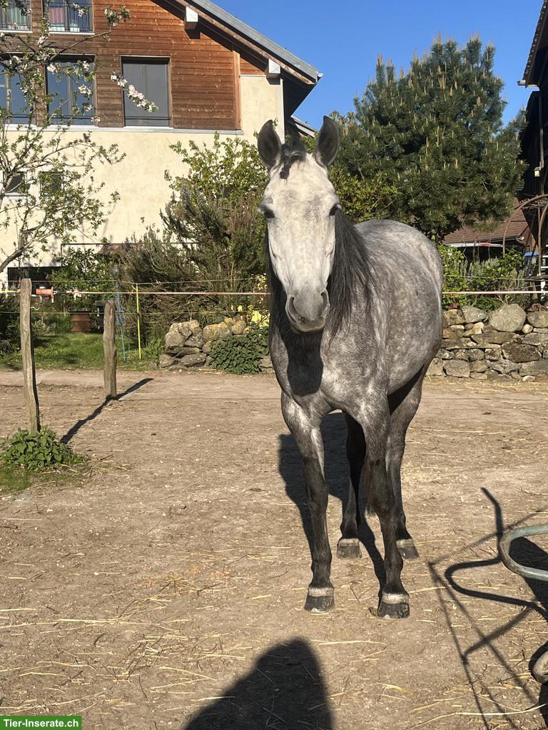 Bild 5: Mangalarga Marchador Stute, Distanzsport & Wanderreiten
