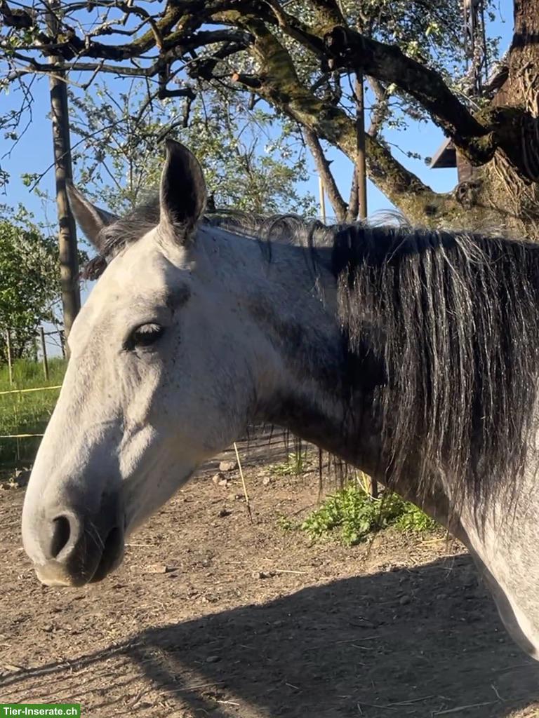 Bild 6: Mangalarga Marchador Stute, Distanzsport & Wanderreiten