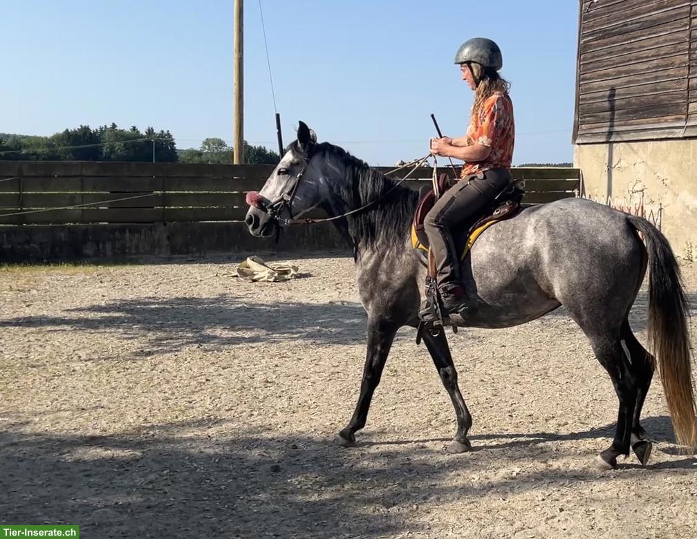 Bild 7: Mangalarga Marchador Stute, Distanzsport & Wanderreiten