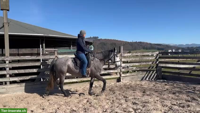 Bild 8: Mangalarga Marchador Stute, Distanzsport & Wanderreiten