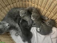 Russisch Blau Kitten - 2 reinrassige Mädchen frei