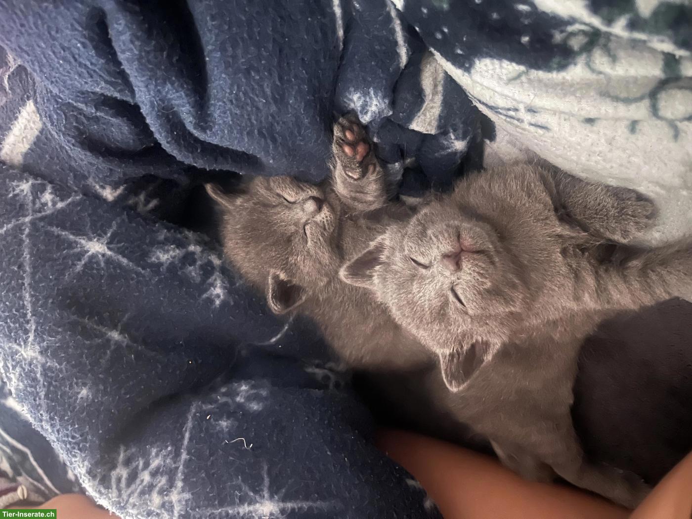 Bild 2: Russisch Blau Kitten - 2 reinrassige Mädchen frei