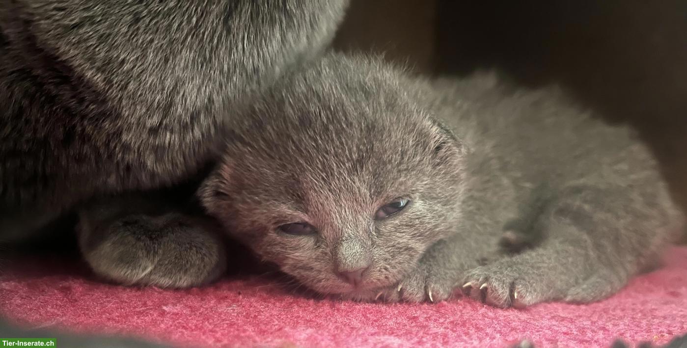 Bild 3: Russisch Blau Kitten - 2 reinrassige Mädchen frei