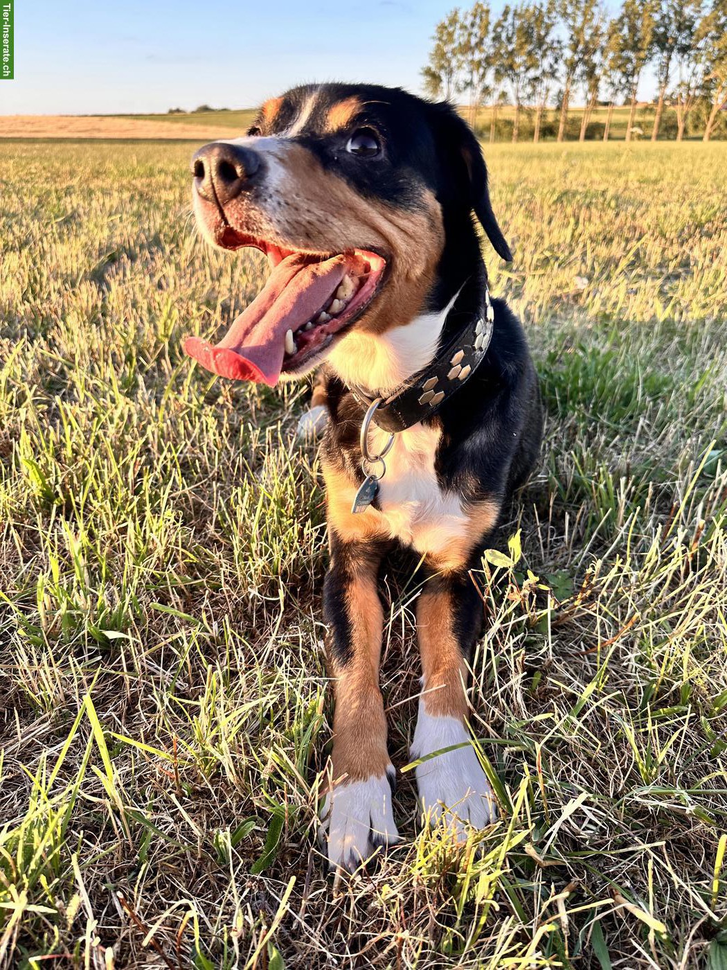 Entlebucher Sennenhündin, 10-jährig, wegen Zeitmangel abzugeben