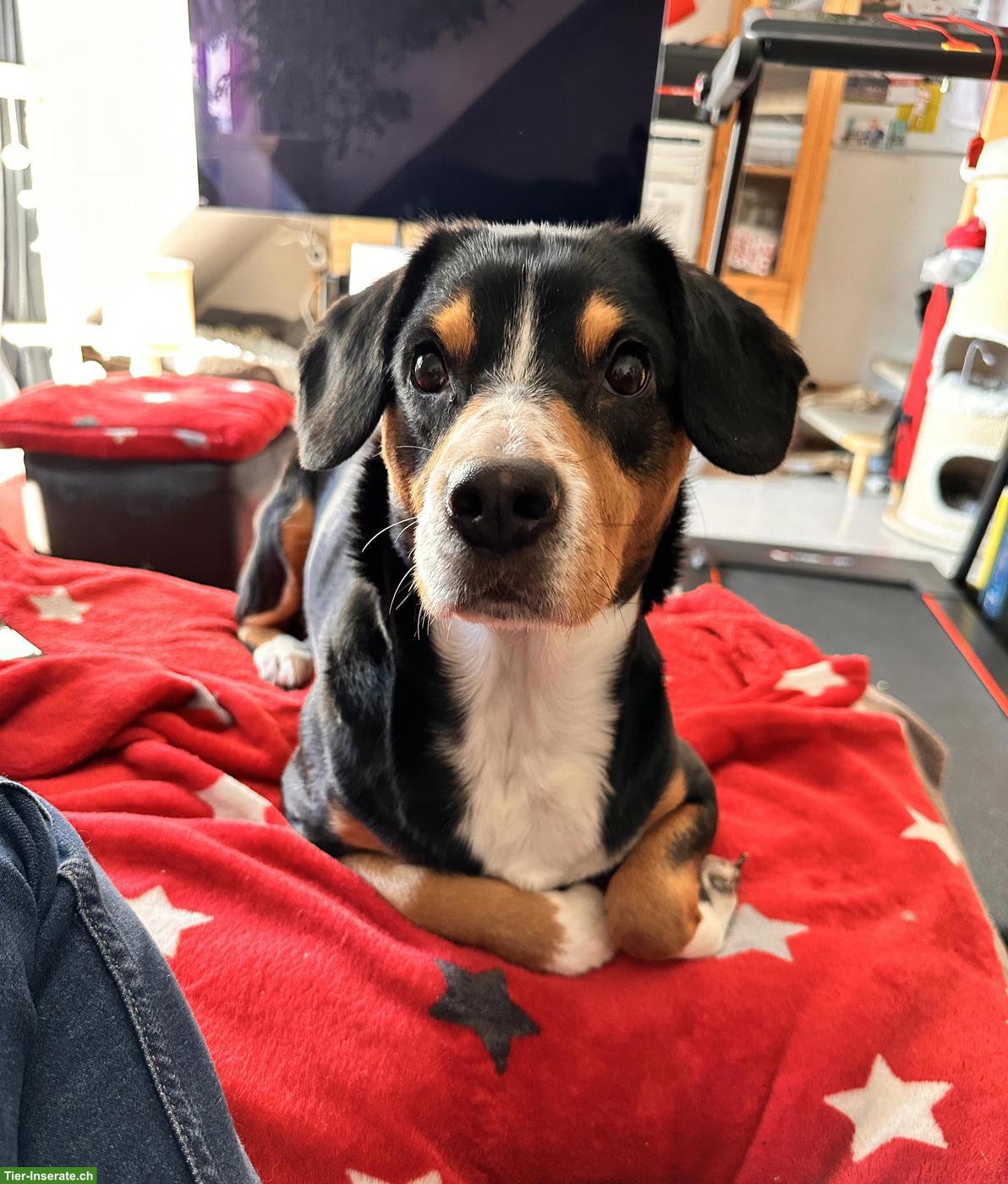 Bild 2: Entlebucher Sennenhündin, 10-jährig, wegen Zeitmangel abzugeben