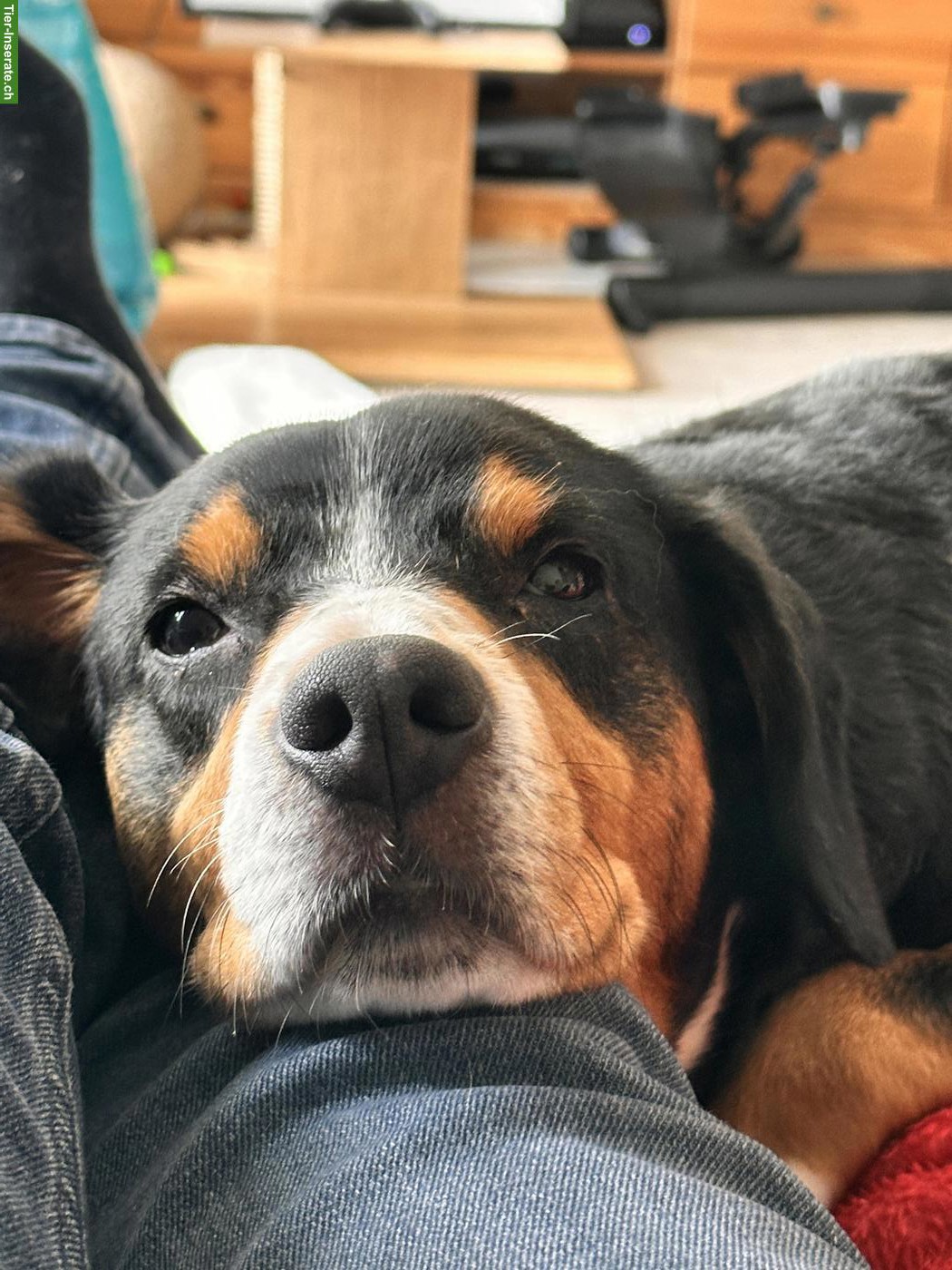 Bild 3: Entlebucher Sennenhündin, 10-jährig, wegen Zeitmangel abzugeben