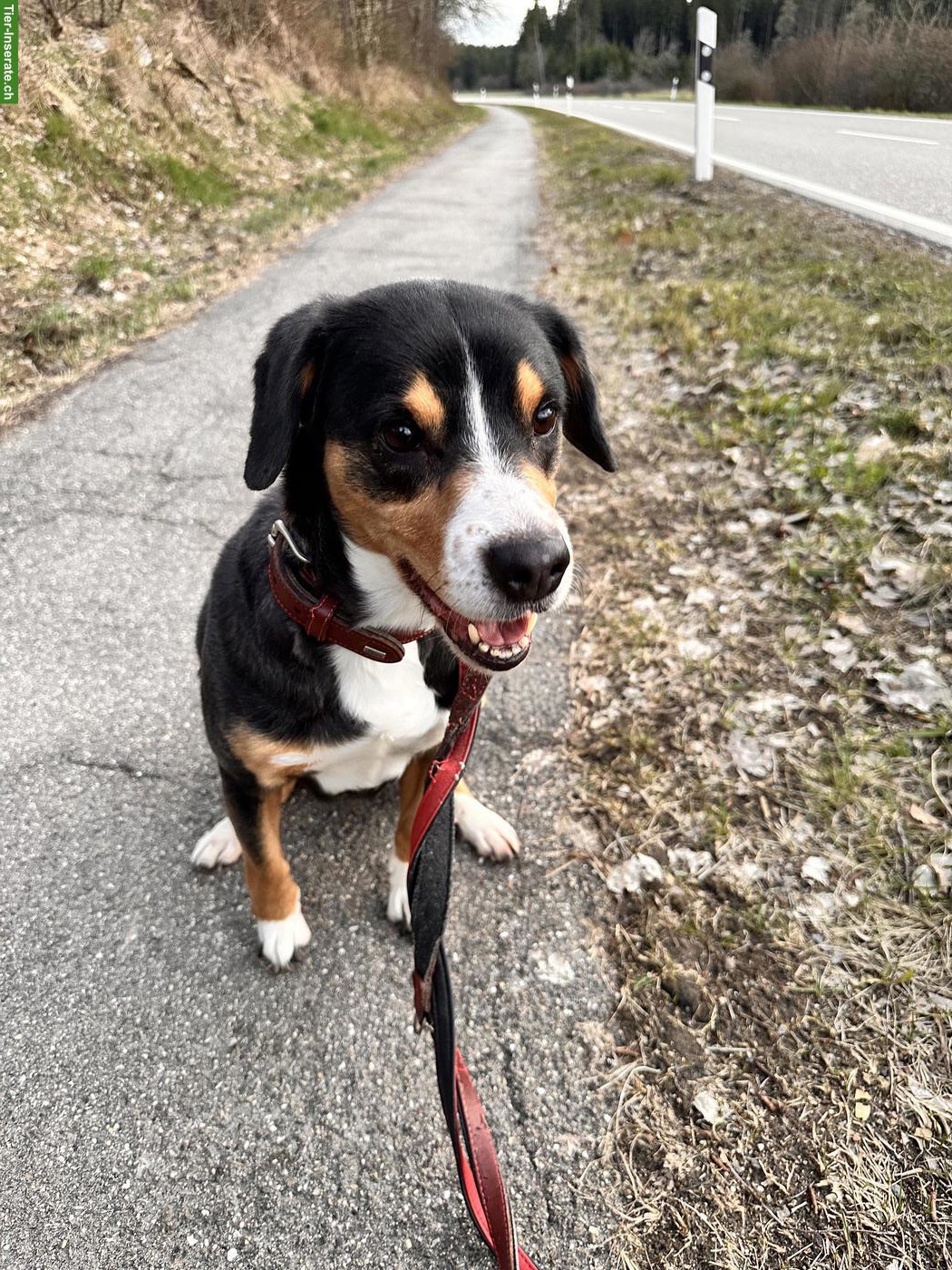 Bild 4: Entlebucher Sennenhündin, 10-jährig, wegen Zeitmangel abzugeben