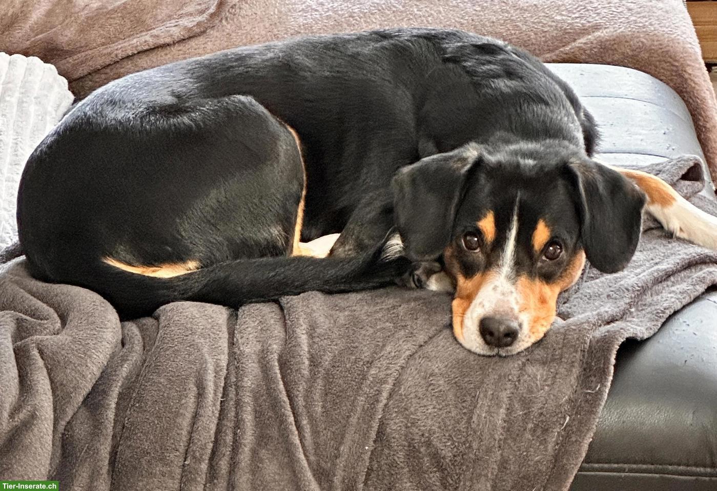Bild 5: Entlebucher Sennenhündin, 10-jährig, wegen Zeitmangel abzugeben