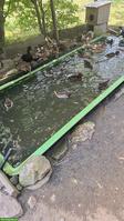 Junge Enten zu verkaufen