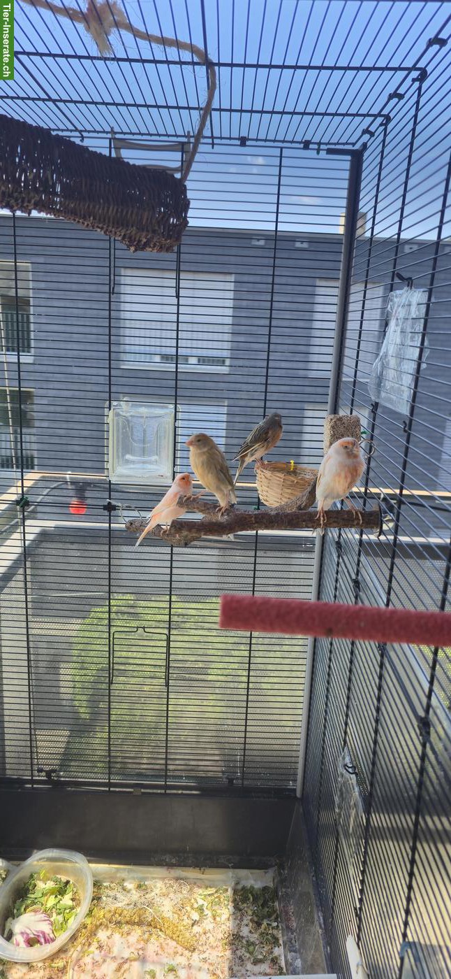 Bild 10: Kanarienvögel zu verkaufen