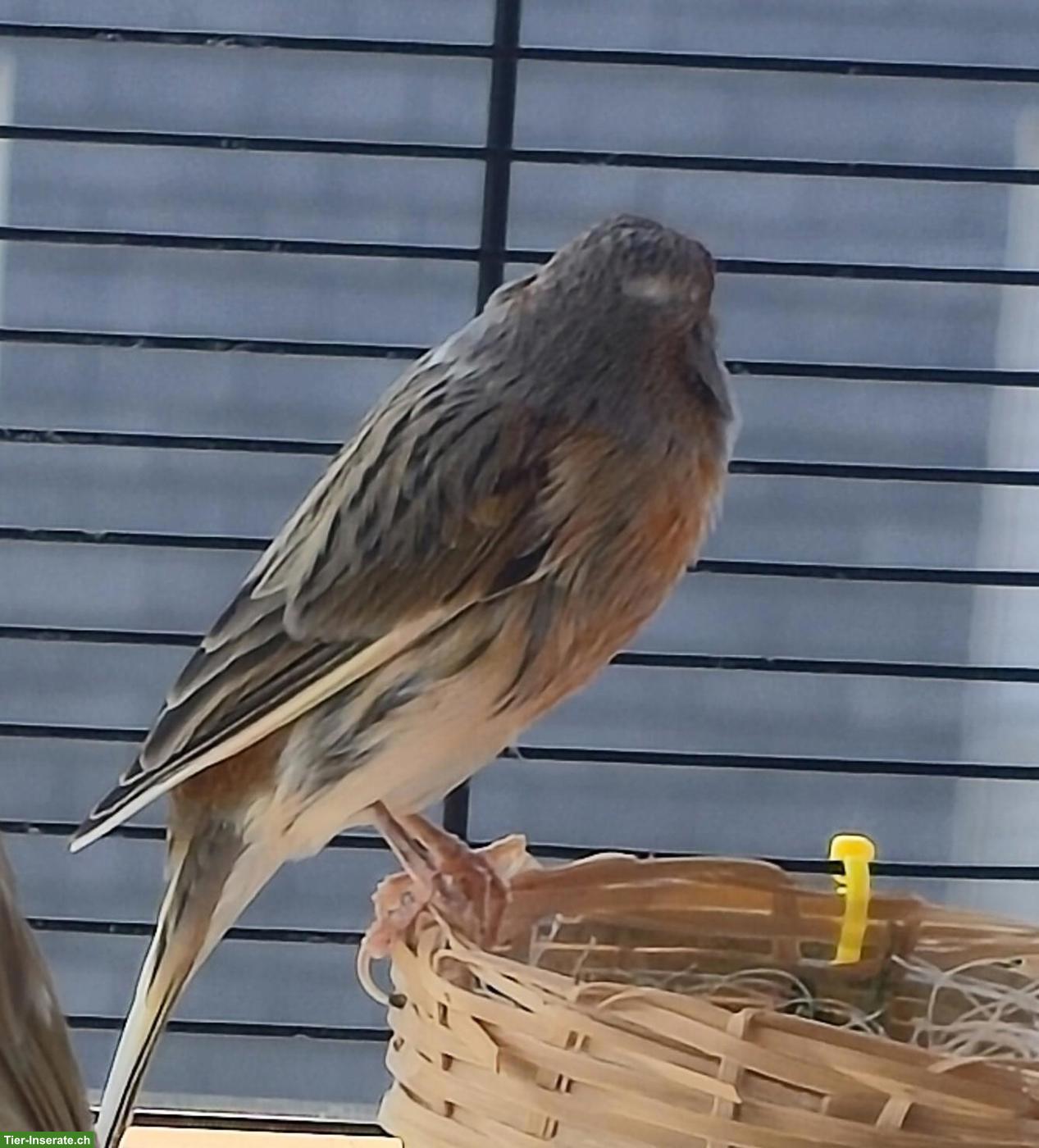 Bild 3: Kanarienvögel zu verkaufen