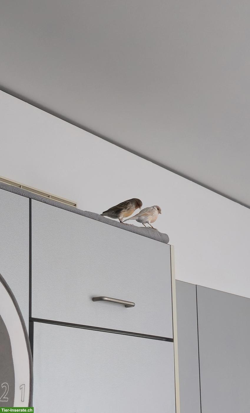 Bild 4: Kanarienvögel zu verkaufen