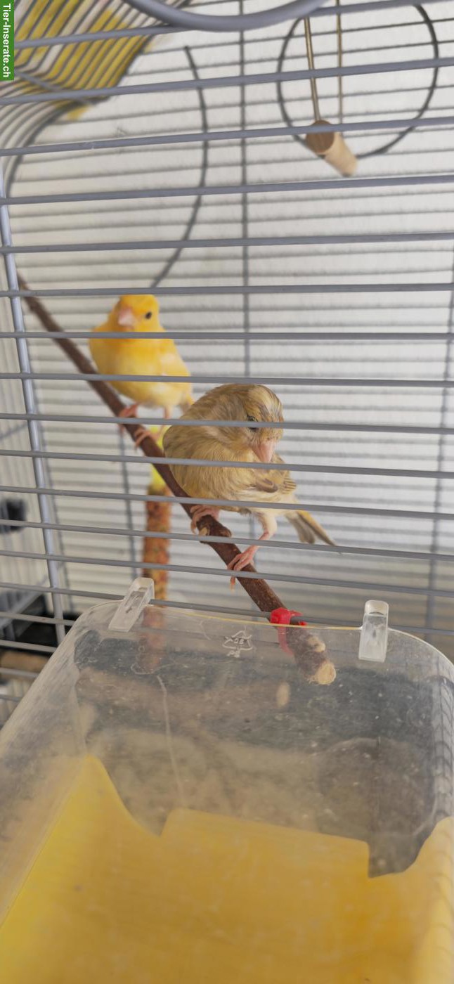 Bild 6: Kanarienvögel zu verkaufen