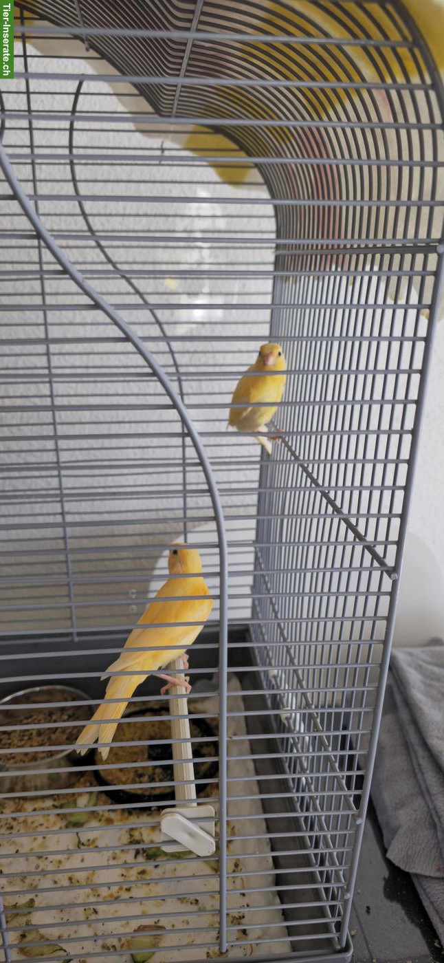 Bild 7: Kanarienvögel zu verkaufen